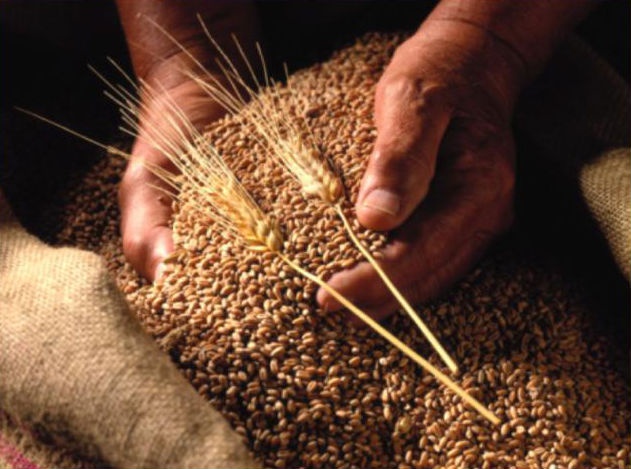 На более 100 тыс тонн зерна агрохолдинга “Агрейн” наложен арест