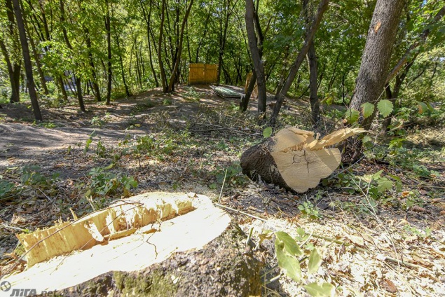 За самовольно вырубленные деревья в Киеве штраф увеличили в 2 раза