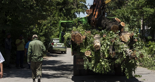 Депутат Киевсовета просит проверить законность вырубки деревьев на улице в центре Киева