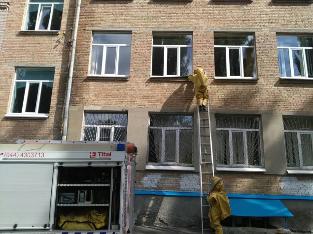 Киевские здания облюбовали разъяренные осы и шершни
