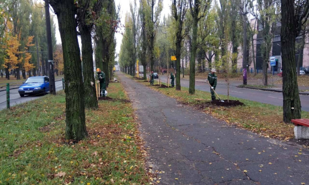 Вдоль бульвара Вацлава Гавела в Киеве высадили 450 тополей, не создающих пуха