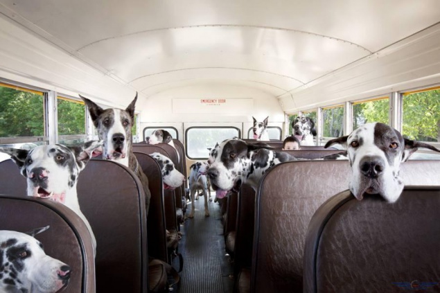 Киевлянам напомнили правила перевозки животных в общественном транспорте