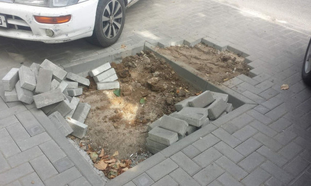 В Дарницком районе Киева странным образом “пропали” 38 итальянских тополей