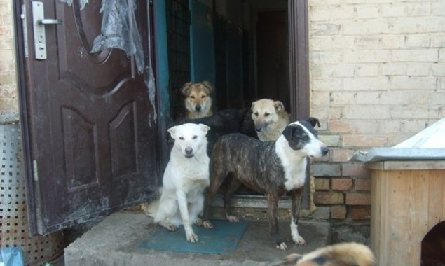 Правоохранители Киева игнорируют случаи жестокого обращения с животными