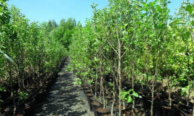 Кличко выделил на закупку саженцев кустов и деревьев для озеленения Киева 12 млн гривен