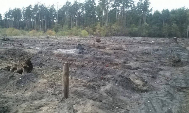 В Киеве могут запретить сплошную вырубку деревьев в лесах