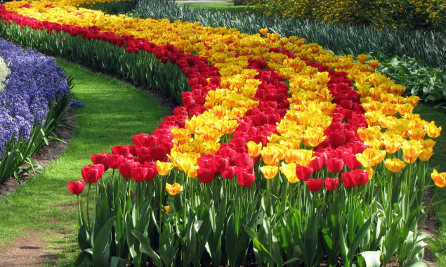 На Певческом поле больше месяца будет проходить выставка тюльпанов