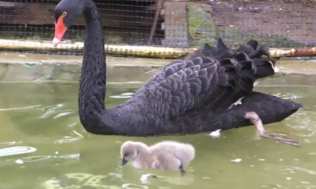 У пары черных лебедей в Киевском зоопарке появились птенцы (видео)