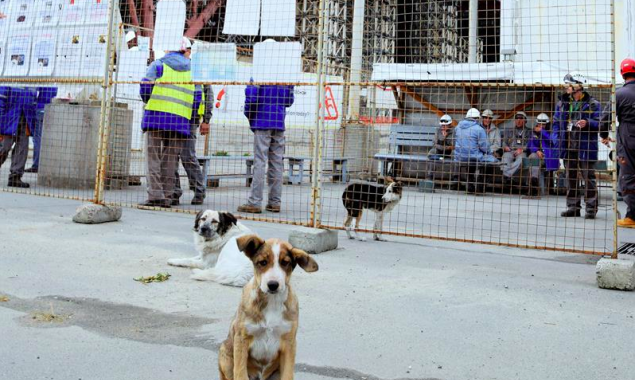 Американский “Фонд чистого будущего” запустил кампанию по сбору средств для помощи бездомным собакам Чернобыля