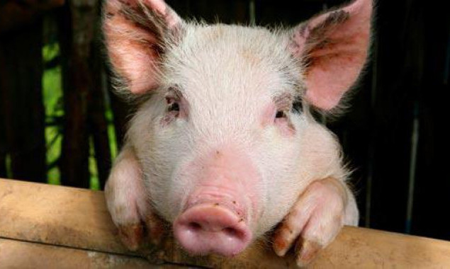 На Киевщине снова обнаружена африканская чума свиней