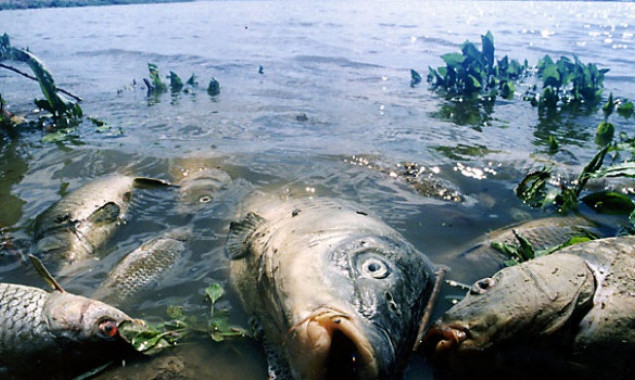 В реке Рось активно гибнет рыба