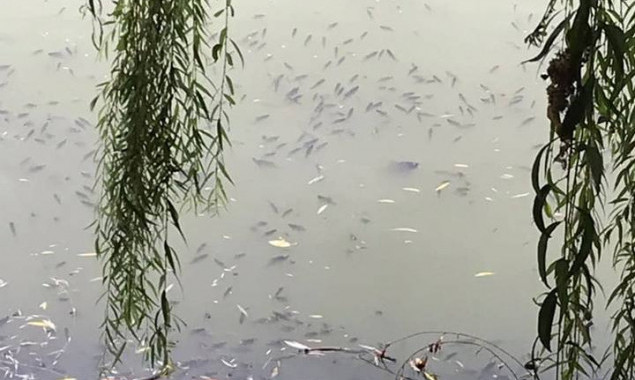 В прудах на киевских Теремках массово гибнет рыба (фото, видео)