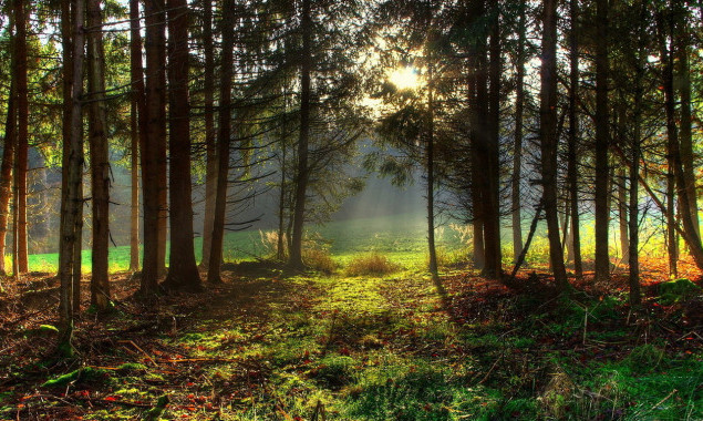 В госсобственность возвращено 60 га леса в Бориспольском районе