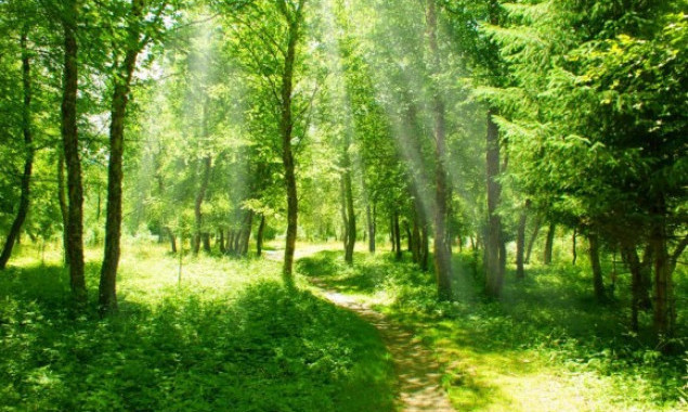 Прокуратура Киевщины хочет вернуть государству земли лесного фонда на 10 млн гривен