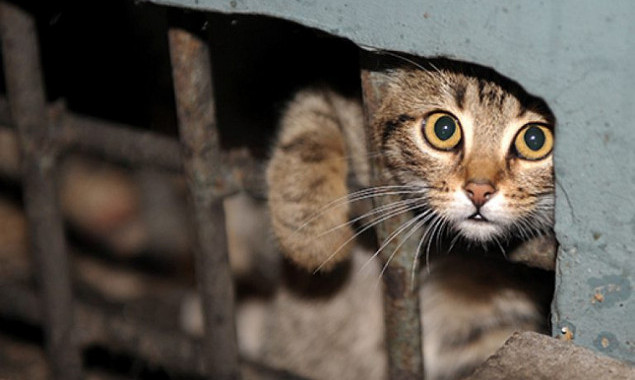 Решение Киевсовета о бездомных котах противоречит Конституции и законам - нардеп