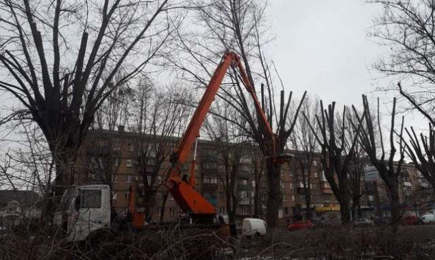 “Киевзеленстрой” обрезает кроны деревьев, чтобы избежать аварий и травмирования киевлян