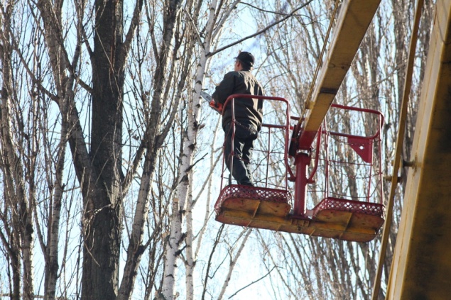 За упавшее на ребенка дерево чиновнику светит 5 лет