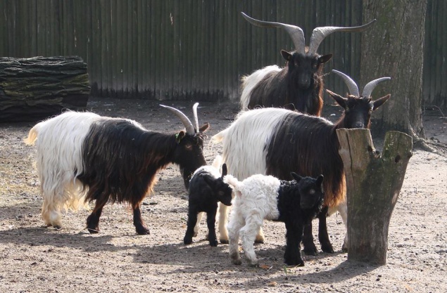 В столичном зоопарке родились четыре “черно-белых” козленка (+ ФОТО)
