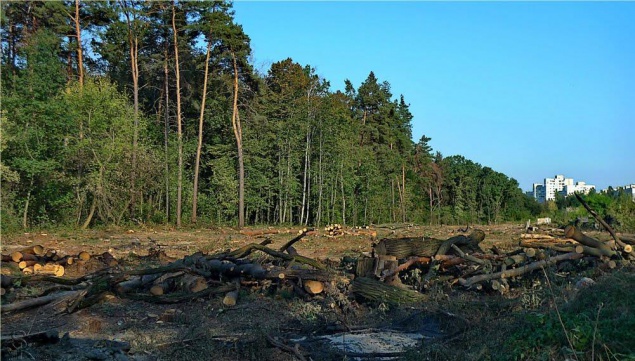 В суде отменяют акты на земли Беличанского леса