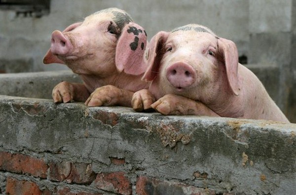 Африканская чума свиней “дошла” до Киевской области
