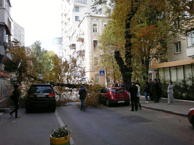 В центре Киева рухнуло дерево (фото)