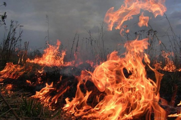 В Голосеевском парке столицы ликвидирован пожар травяного настила на площади 4 га