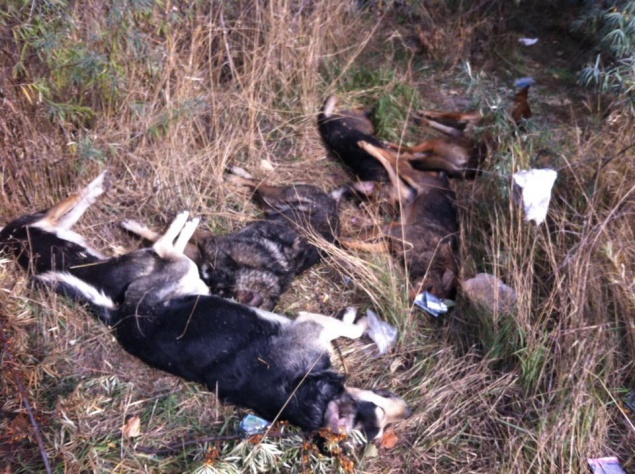 На столичной Троещине неизвестные жестоко убили целую стаю собак (фото)