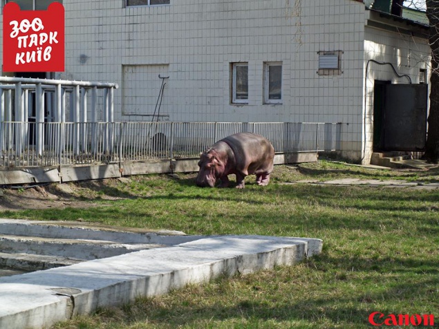 В Киевском зоопарке вышла на прогулку 58-летняя бегемотиха