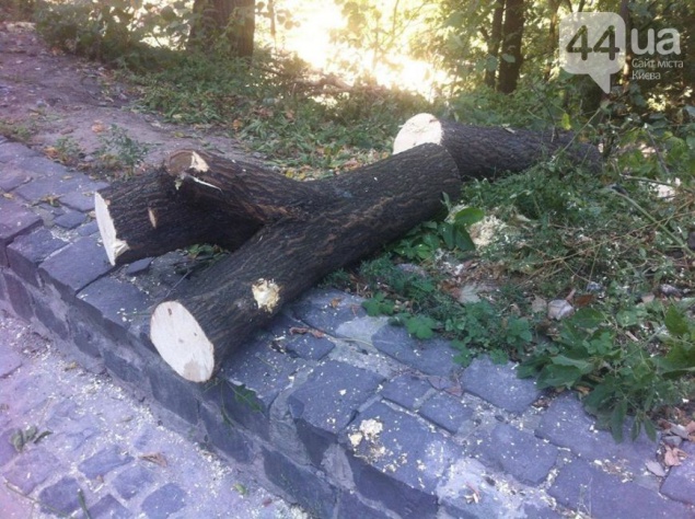 У застройщика заявили о непричастности к вырубке деревьев на Пейзажной аллее в Киеве