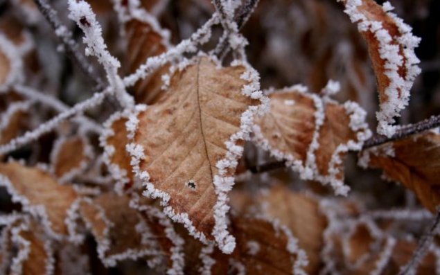 На Киев и область надвигаются первые осенние заморозки - Гидрометцентр