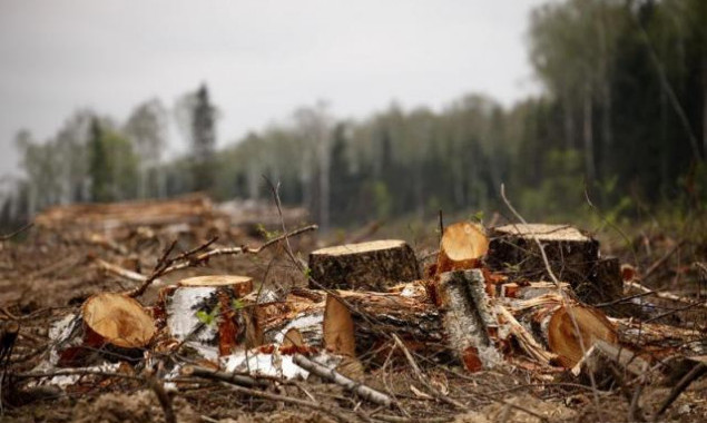 За незаконную вырубку леса на Киевщине с правонарушителя взыскали почти 200 тысяч гривен