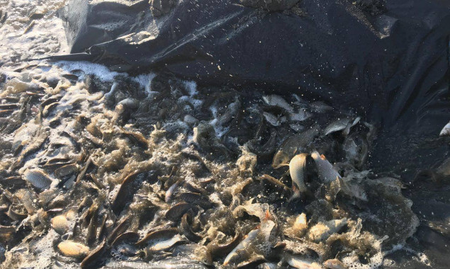 На Киевщине в водохранилище выпустили 7 тонн малька рыбы (фото)