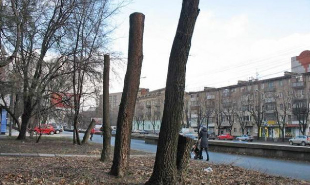 Киевсовет установил мораторий на омолаживающую обрезку деревьев