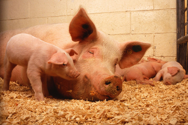 В Бородянском районе Киевщины ввели карантин из-за африканской чумы свиней