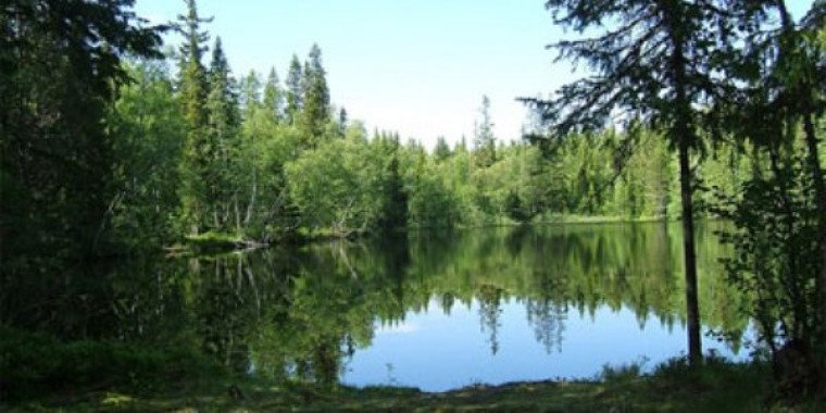 Киевсовет объявил “Золотой лес” в Пуще-Водице заказником
