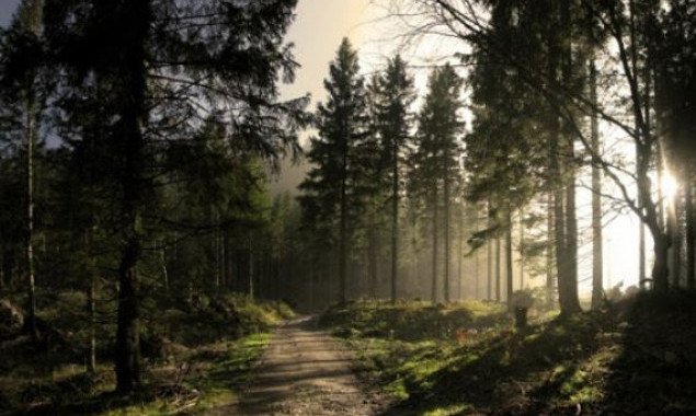 Суд восстановил право государства на 5,8 га “Беличанского леса” стоимостью более 51 млн гривен