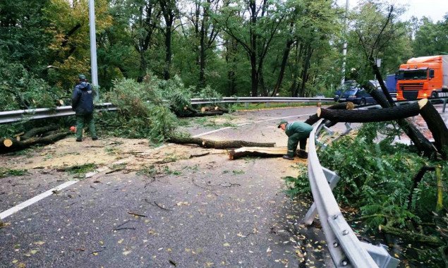 Сильный ветер в Киеве повалил деревья на провода и автомобили (фото)