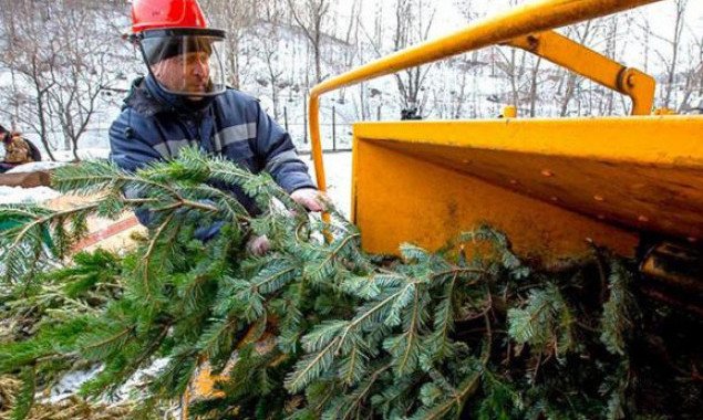 Новогодние елки в Киеве можно будет сдать на утилизацию с 1 января в пункты приема (список)