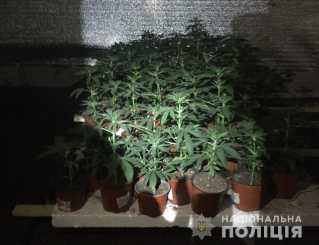 В Кагарлыкском районе полиция разоблачила мужчину на выращивании и хранении конопли