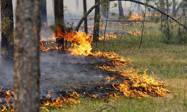 Кабмин хочет ужесточить наказания за нарушение пожарной безопасности в лесных заповедниках