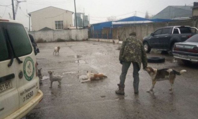 Полтора десятка бродячих собак из Киевской области стерилизуют в Житомире