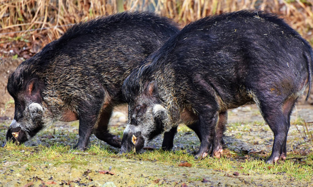 На Киевщине зарегистрировали вспышку африканской чумы свиней