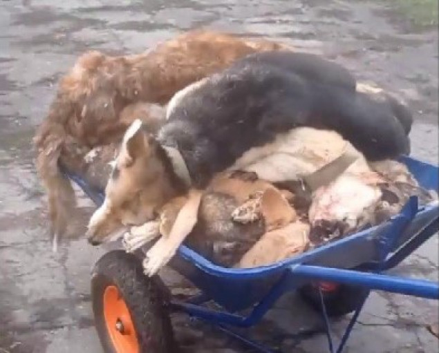 КМДА створило комісію по розслідуванню масової загибелі собак в притулку для тварин в Бородянці