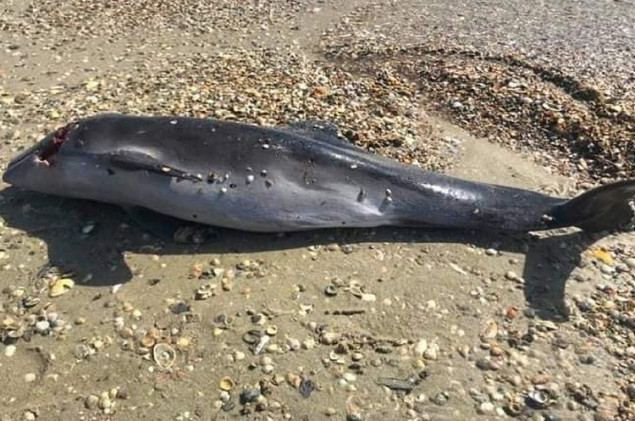 Через війну в Чорному морі загинуло щонайменше 5 тисяч дельфінів, - еколог