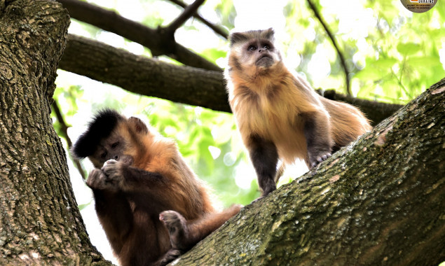 Повернення на острів капуцинів: у Київському зоопарку родина мавпочок переселилася до літньої “резиденції” (фото, відео)